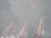 & yet more dolphins