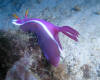 nudibranch