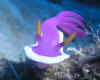 nudibranch