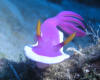 nudibranch