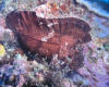 brown leaf frog fish