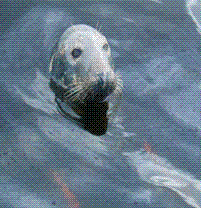 Gray Seal