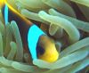 Support Marine Reserves